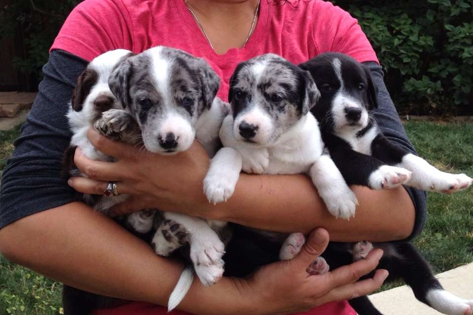 Ana holding four cute puppies. Grace Dog Training & Behavior, Denver Dog puppy socialization Classes